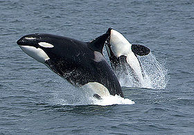 Ballenas orcas